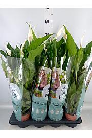 Spathiphyllum; Ø13 cm