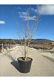 Acer campestre C110 Lit. 250-300 cm; Večstebelni