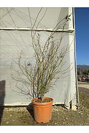 Acer palmatum C35 Lit. 125-150 cm