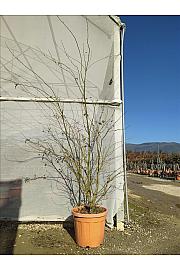 Acer palmatum C35 Lit. 150-175 cm