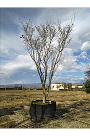 Acer Palmatum  C500 Lit. 600-700 cm; Krošnja 300/350 cm