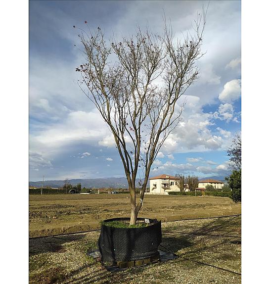 Acer Palmatum  C500 Lit. 600-700 cm; Krošnja 300/350 cm