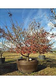 Acer palmatum Bloodgood C1650 Lit. 300-350 cm; Krošnja 350/400 cm