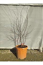 Acer palmatum Bloodgood  C30 Lit. 125-150 cm (ZEL)