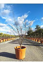 Acer palmatum Bloodgood C50 Lit. 125-150 cm