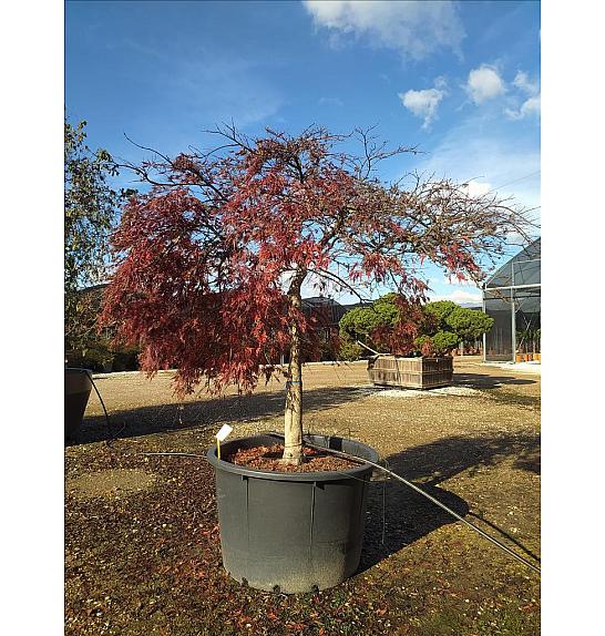 Acer palmatum Dissectum Inabashidare C300 Lit. Na Steblu 100 cm; 200/250 cm