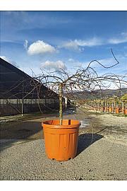 Acer palmatum Dissectum Inabashidare C55 Lit. Na Steblu 50 cm; Krošnja 100/125 cm (ZEL)