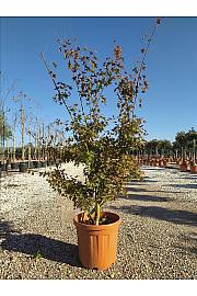 Acer palmatum Going Green C25 Lit. 80-100 cm