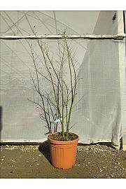 Acer palmatumgoing Green C30 Lit. 125-150 cm