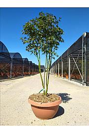 Acer palmatumgoing Green Skleda 40 Lit. 125-150 cm