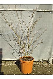 Acer palmatum Jerre Schwartz  C30 Lit. 125-150 cm (ZEL)