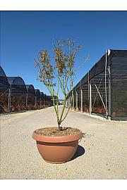 Acer palmatum Jerre Schwartz Skleda 40 Lit. 125-150 cm