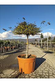 Acer palmatum Little Princess C150 Lit. Na Steblu 100 cm; 10/12 cm; Krošnja 120-140 cm
