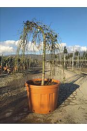 Acer palmatum Ryu Sen (Pendula) C150 Lit. Na Steblu 100 cm; 12/14 cm; Krošnja 80-100 cm
