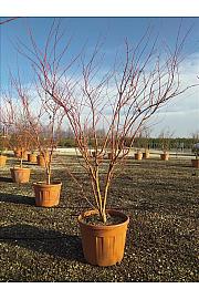 Acer palmatum Sangu Kaku C90 Lit. 200-250 cm