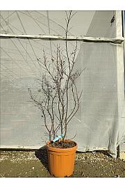 Acer palmatum Skeeters Broom C30 Lit. 125-150 cm