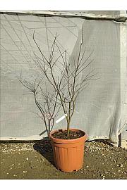 Acer palmatum Starfish C30 Lit. 125-150 cm