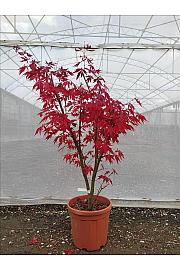 Acer palmatum Suminagashi C25 Lit. 80-100 cm (ZEL)