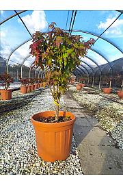 Acer palmatum Summergold C27 Lit. 80-100 cm