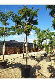Albizia julibrissin C130 Lit. Na Steblu 200 cm; 16/18 cm