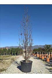 Carpinus betulus Beckman C110 Lit. 300-350 cm