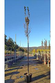 Carpinus betulus Pyram. Lucas C50 Lit. Na Steblu 200 cm; 10/12 cm