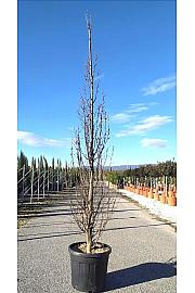 Carpinus betulus Pyramidalis C45 Lit. 250-300 cm
