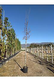 Carpinus betulus C45 Lit. Na Steblu 200 cm; 8/10 cm