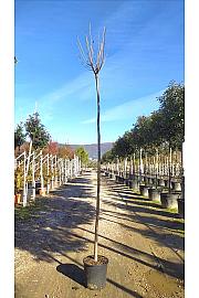 Catalpa Bign. Nana C25 Lit. Na Steblu 200 cm; 8/10 cm (ZEL)