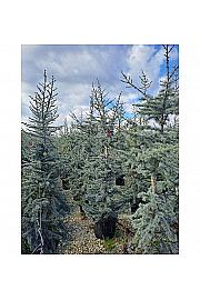 Cedrus Atl. Glauca  C50 Lit. 175-200 cm (ZEL)