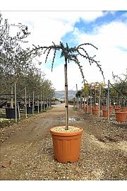 Cedrus atl. Glauca Pendula C30 Lit. Na Steblu 100 cm; 6/8 cm