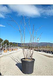 Cercis siliquastrum C40 Lit. 150-175 cm