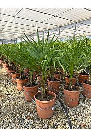 Chamaerops Excelsa (=Trachycarpus Fortunei) C10 Lit. 40-60 cm (ZEL)