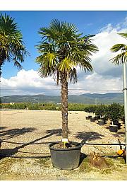 Chamaerops Excelsa (=Trachycarpus Fortunei) C285 Lit. 300-350 cm (ZEL)