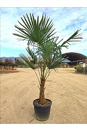 Chamaerops Excelsa (=Trachycarpus Fortunei) C35 Lit. 80-100 cm (ZEL)