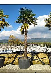 Chamaerops Excelsa (=Trachycarpus Fortunei) C375 Lit. 300-350 cm