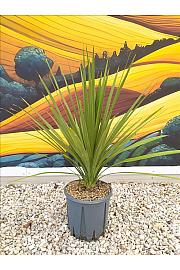 Cordyline Australis C10 Lit. 40-60 cm (ZEL)