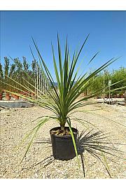 Cordyline australis C16 Lit. 100-125 cm