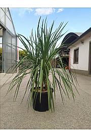 Cordyline australis C50 Lit. 125-150 cm; Večstebelni