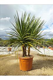 Cordyline australis C90 Lit. 175-200 cm; Večstebelni