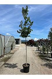 Corylus colurna C35 Lit. Na Steblu 200 cm; 8/10 cm
