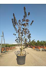 Cotinus cog. Royal Purple C90 Lit. 200-250 cm