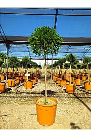 Cryptomeria Jap. Globosa Nana C18 Lit. Na Steblu 100 cm; Krošnja 40/60 cm (ZEL)