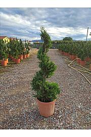 Cupressocyp. Ley. Castlew. Gold C27 Lit. 125-150 cm; Spirala (ZEL)