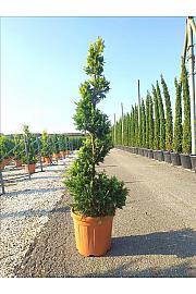 Cupressocyp. Ley. Gold Rider C25 Lit. 125-150 cm; Spirala (ZEL)