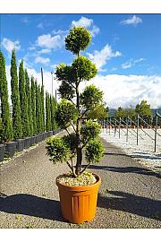 Cupressocyparis leylandii Gold Rider C33 Lit. 140-160 cm; Pon pon