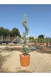Cupressus ariz. Fastigiata C12 Lit. 80-100 cm; Špirala