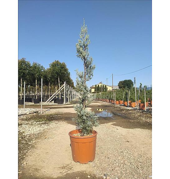 Cupressus ariz. Fastigiata C12 Lit. 80-100 cm; Špirala