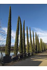 Cupressus semp. Pyramidalis C450 Lit. 800-900 cm
