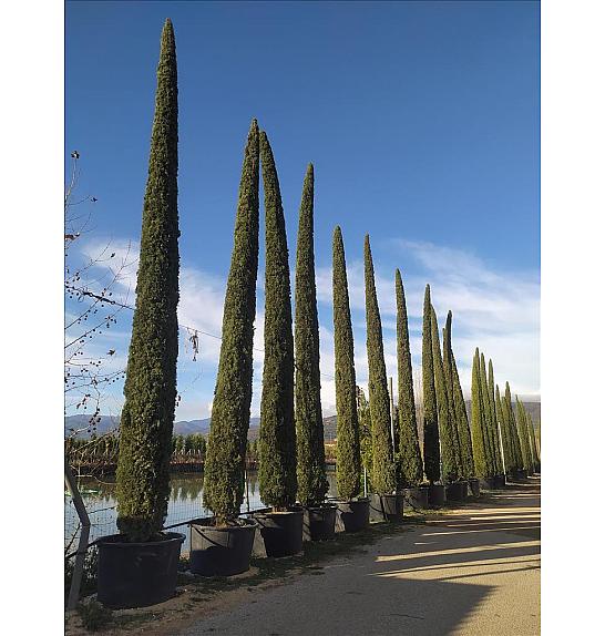 Cupressus semp. Pyramidalis C450 Lit. 800-900 cm